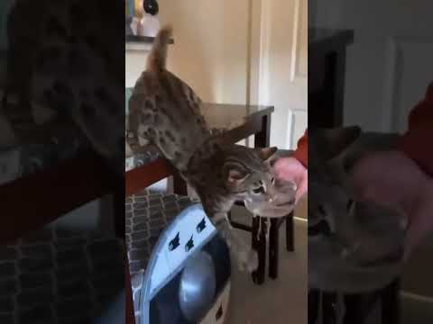 Tente Não Rir 😂 Gatos e Cachorros Mais Engraçados de 2025 🐱🐶