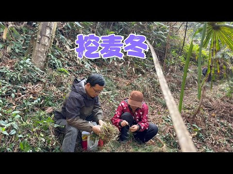 有朋友预定野生麦冬，阿恋和亮哥上山挖，奈何野生的个太小难得摘