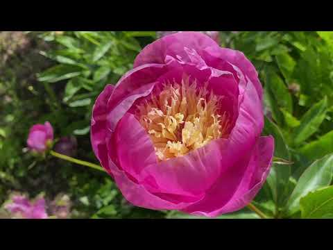 Vlog 295 - An English Garden Inspired by Gertrude Jekyll