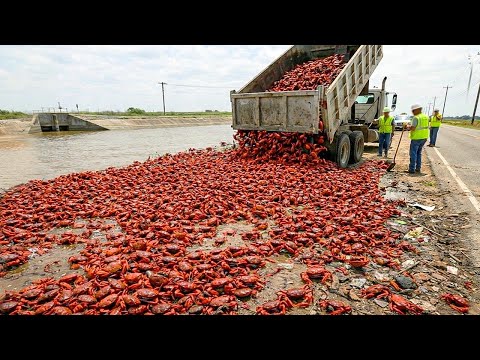 They Released Thousands Of Crabs Into A Toxic River... The Result Shocked The World