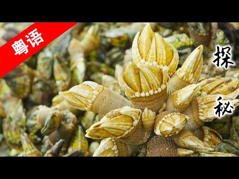 A bite of Canton SE5 ep4 | exploration | 1080P