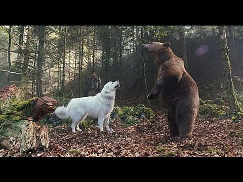 댕댕이와 함께 실종된 누나를 찾아 모험을 떠난 소년 (결말 포함 영화리뷰 , 강아지)