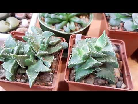 Фаукария.Что за растение.Яркий пример мимикрии.