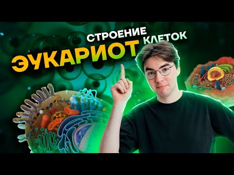 Строение клеток эукариот | Биология ОГЭ 2023 | Умскул