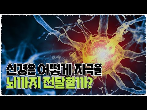 신경은 어떻게 자극을 뇌까지 전달할까? 뉴런과 막전위