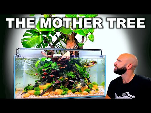 The Mother Tree: EPIC Multi Continent Community Aquarium Build