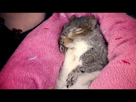 Couple moves to Florida for a squirrel