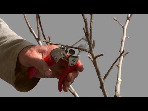 The 2nd Pruning of a Young Apple Tree to an Open Center Form - PART 2 of 2