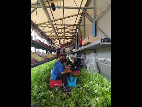 Робота в Нідерландах на полі для українців (мінуси )