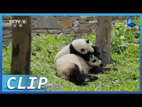 占山为王？大熊猫野化放归却遭野生大熊猫驱赶？《野性的守望》第3集【CCTV纪录】