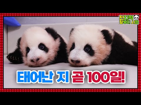 (SUB) Twin Pandas Are Soon To Celebrate Their 100th Day Since Birth🐼│Panda World