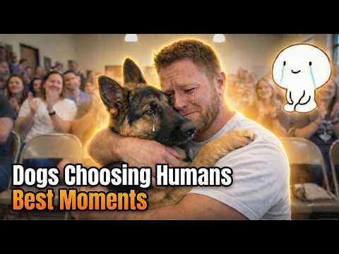 Dogs Choosing Their Humans Adoption Stories