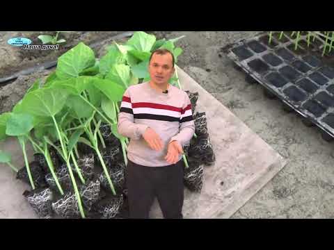 Коли сіяти огіркі на розсаду.