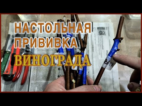 ТРИ способа настольной ПРИВИВКИ, которые сможет сделать каждый.
