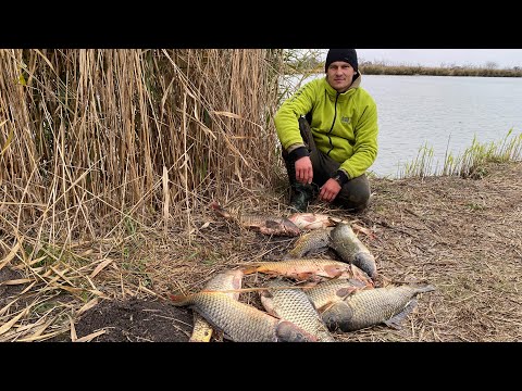 БЕШЕНЫЙ КЛЁВ САЗАНА НА ГОРОХ. Рыбалка в ноябре на острове.