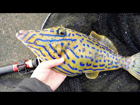 Poisonous filefish sashimi is delicious