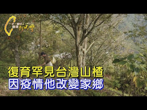 〔雲林〕全台僅兩處有！他復育原生種山楂、推廣山村特色 扭轉家鄉命運∣一步一腳印【草嶺石壁的山楂之旅】20250112