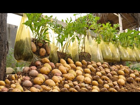 New Technique :Growing Potatoes in Plastic Bags for Big, Round Tubers