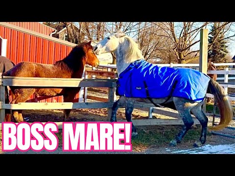 Belle Is DRAMATIC! Integrating My Mare Into The Herd
