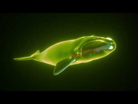 2 Hours 4K Futuristic 3D Neon Right Whale HologramI Screensaver for Meditation