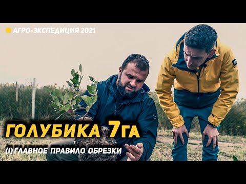 Планирую окупить за 4-5 лет. Плантация голубики и главный секрет обрезки