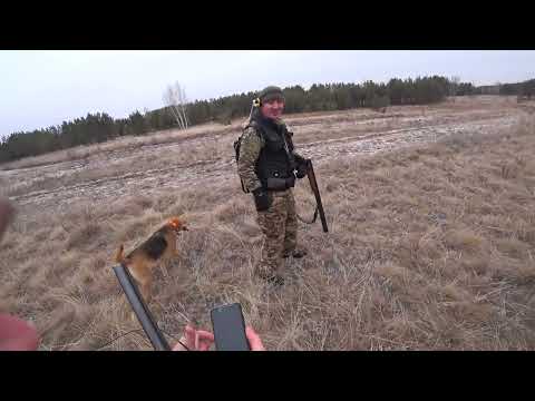 A fantastic hare, brown hare, and sable hare hunt in the forest with hounds. Season 2025-2026 #238