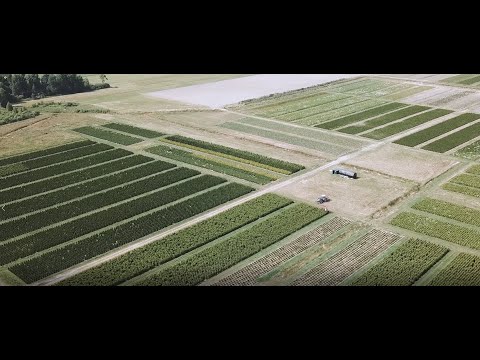 Производство туи западной Smaragd и Brabant.