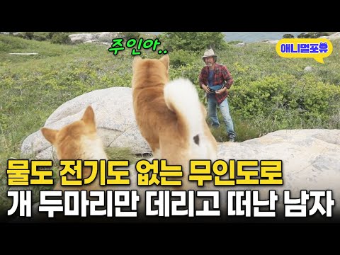 물도 전기도 없는 무인도로 강아지 두마리 데리고 떠난 남자 | KBS 동물극장 단짝 220604 방송