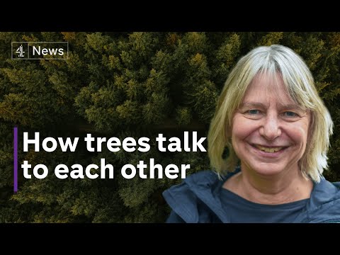 “Our economy drives deforestation” - Suzanne Simard on protecting our forests