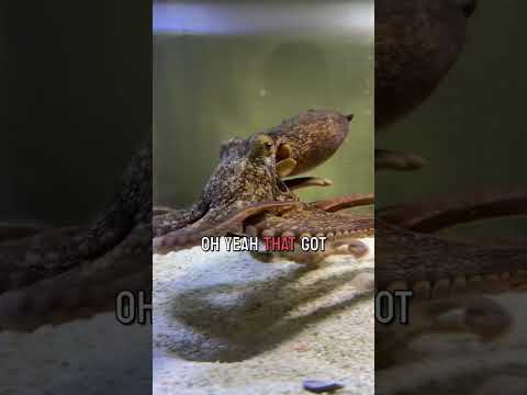 Wanda the octopus was feeling a bit lazy today