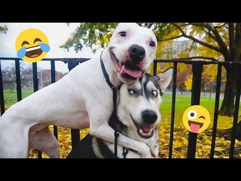 I Can’t Believe These Dogs Are Still This Funny 😂 Best Funny Dog Videos of 2026 🐶