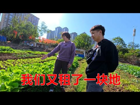 我们又花400块租了一块地，这次想多种点菜拿去卖【我是杰少】