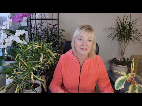 Vlog: The weather is surprising. Plans for planting tomatoes. What we saw at the dacha. Grocery s...