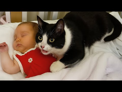 Cats Protecting Babies Like Their Little Kittens 😘😸