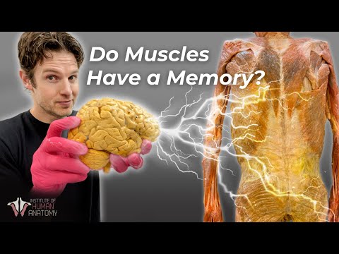 Why You REGAIN Strength, Size, & Skills FASTER: Muscle Memory