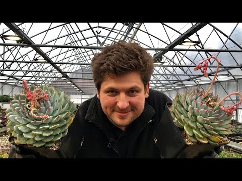 Суккуленты - размножение листом от А до Я. Листовой черенок подготовка и высадка. Частые ошибки.