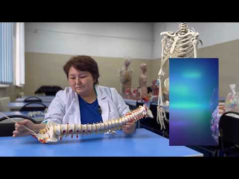 Анатомия костей туловища