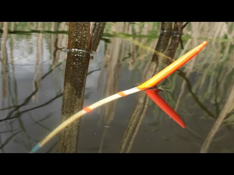 Dream fishing!! Wild bite of large tench per kilo on a float.