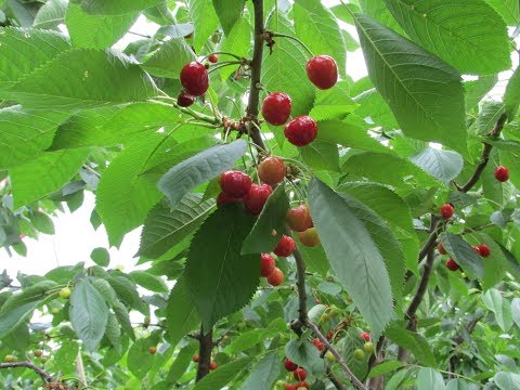 Обрезка черешни. Как формировать черешню.