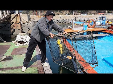 왕복 18시간 걸리는 섬에 들어가서 통발 던졌는데 독 있는 녀석이...