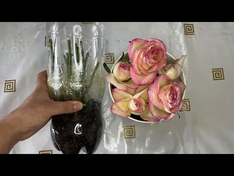 Кесілген РОЗА ГҮЛІН бөлме гүлі жасау (1әдіс)ТАМЫРЛАТУ