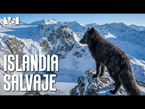 ISLANDIA | Supervivencia en el Territorios Más Hostil del Norte de Europa - Documental Animal