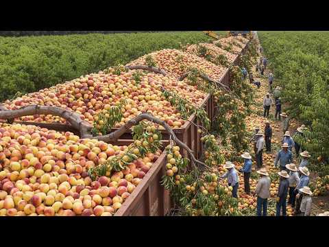 Unbelievable Harvest 2025 - Millions of Tons of Fruits & Vegetables Collected By Modern Machines #2