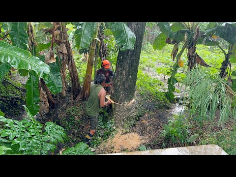Hard Job! Cutting tree in Bamboo & 2 Trees in Heavy Rain!
