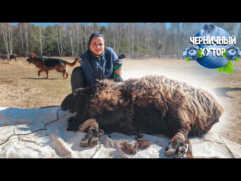 Жизнь людей и животных на лесном хуторе. Барану перед продажей сделали стрижку и маникюр.