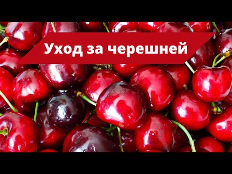 ЛУЧШЕЕ УДОБРЕНИЕ ДЛЯ ЧЕРЕШНИ | Подкормка черешни