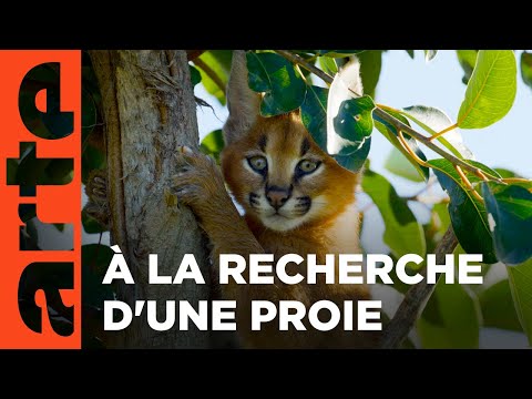 Caracal, la société du chat solitaire | ARTE Family