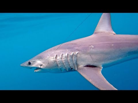 One Hour Battle with a Giant Mako Shark - 4K