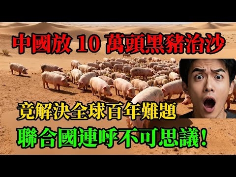 中國放 10 萬頭黑豬治沙，竟解決全球百年難題，聯合國連呼不可思議！