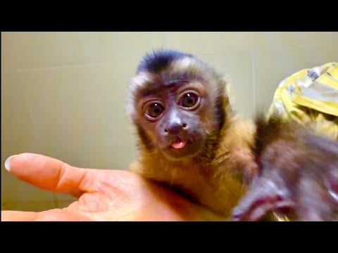 Tolik the monkey has grown significantly, and now he eats for two!